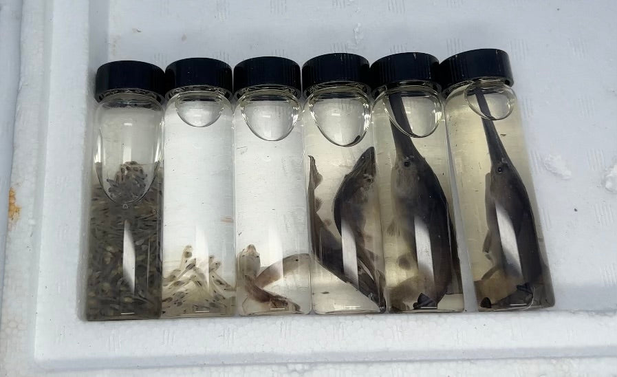 RARE Preserved Paddlefish Growth Kit