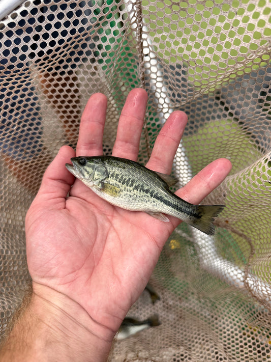 Largemouth Bass (Micropterus salmoides)