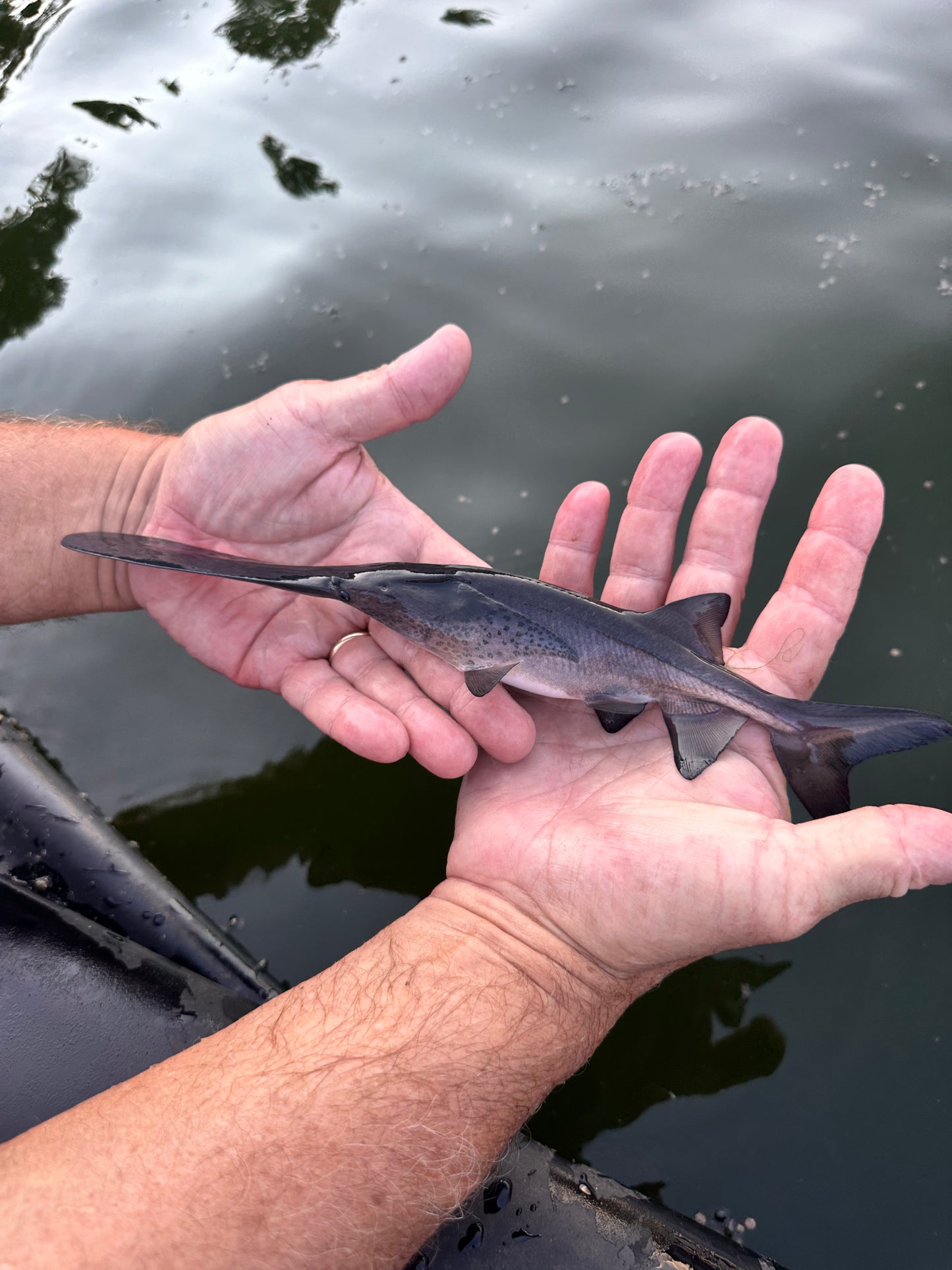 American Paddlefish (polyodon Spathula)