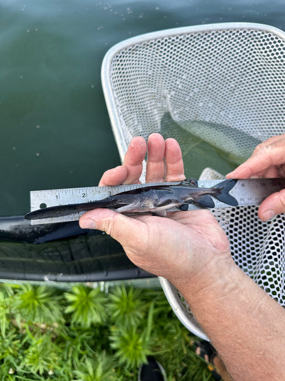 American Paddlefish (polyodon Spathula)